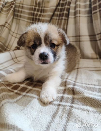 Щенки Вельш-корги пемброк