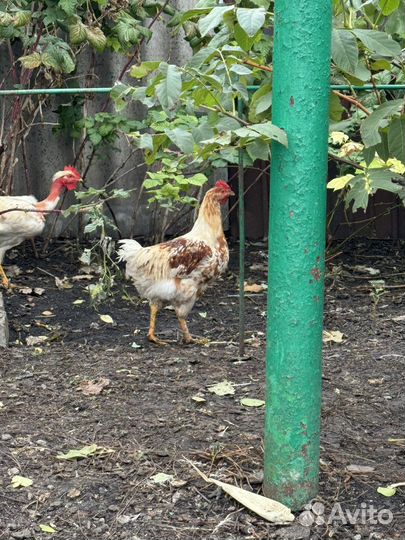 Молодые петушки