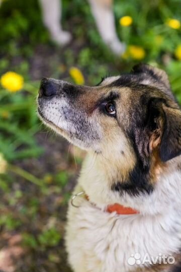Герда ищет дом и самую любящую семью