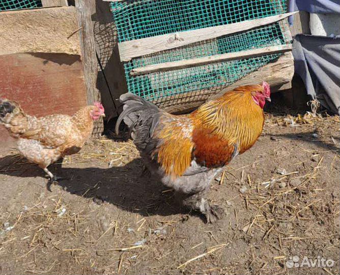 Петух (брама)