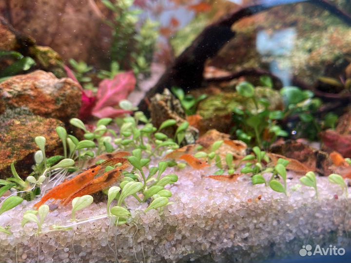 Креветки оранжевые молодь