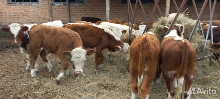 Бычки и быки