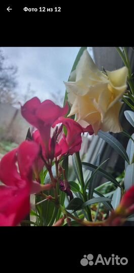 Олеандр вечнозеленый махровый