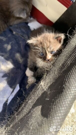 Вислоухие котята