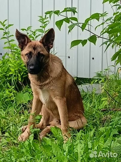 Немецкая овчарка в дар