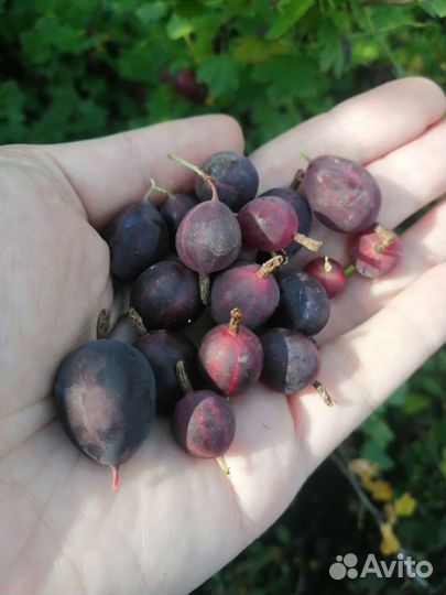 Саженец бесшипого крыжовника зкс