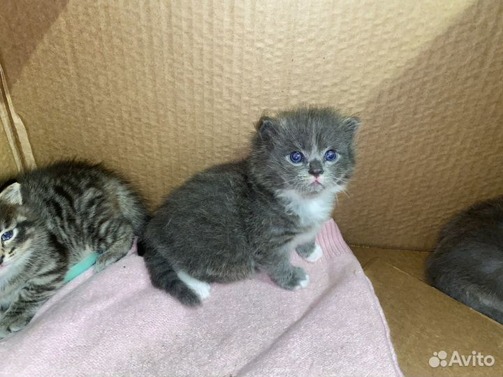 Котята отдам бесплатно в добрые руки