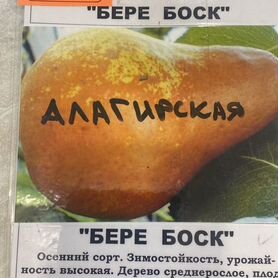 Саженцы груши