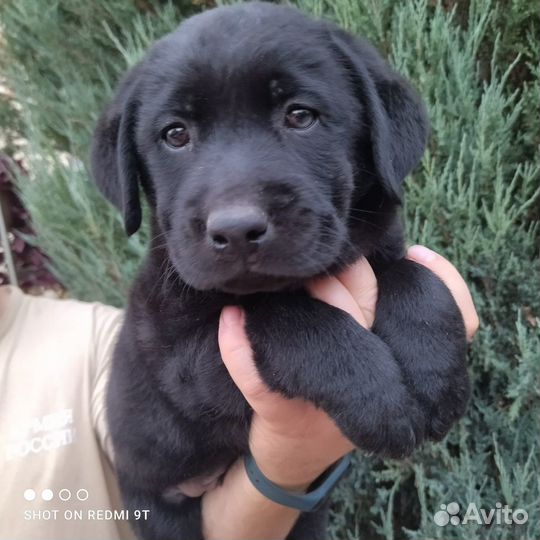 Щенки лабрадора