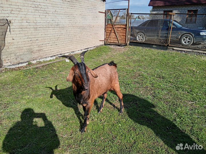 Вязка козел