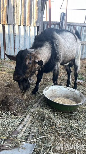 Козел альпийский