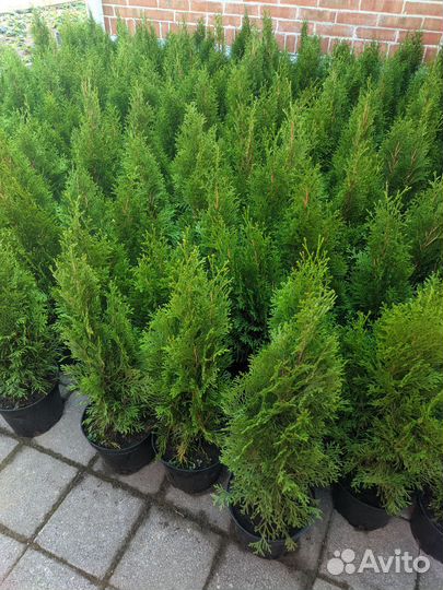Туя западная смарагд