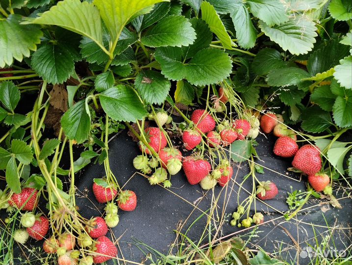Клубника саженцы
