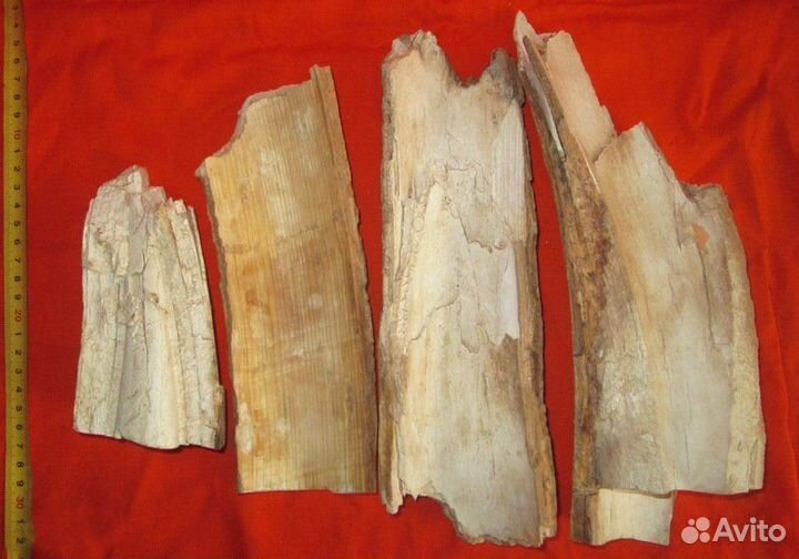 Бивень. Мамонт. Фрагменты на поделки. Интерьер