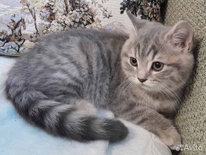 Шотландский котенок