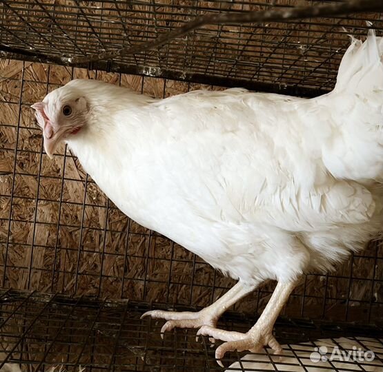 Куры несушки