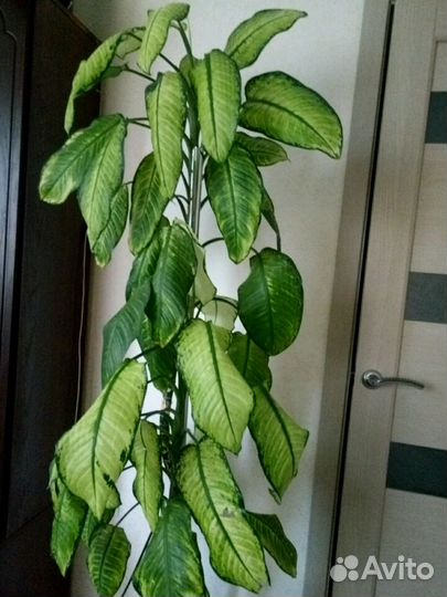 Диффенбахия