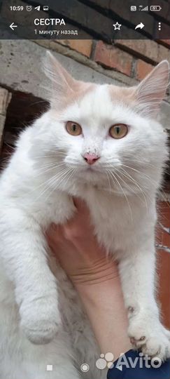 Котик в добрые руки