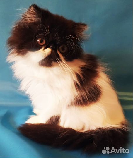 Персидский котенок