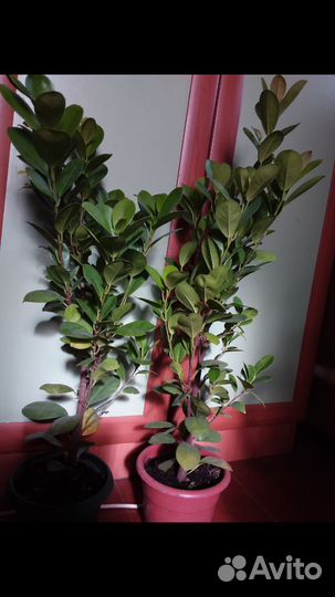 Комнатные растения