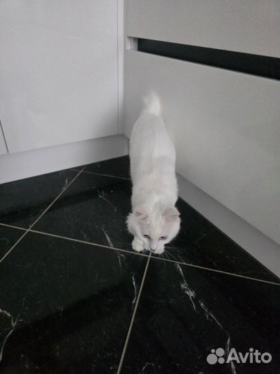 Кошка в дар бесплатно