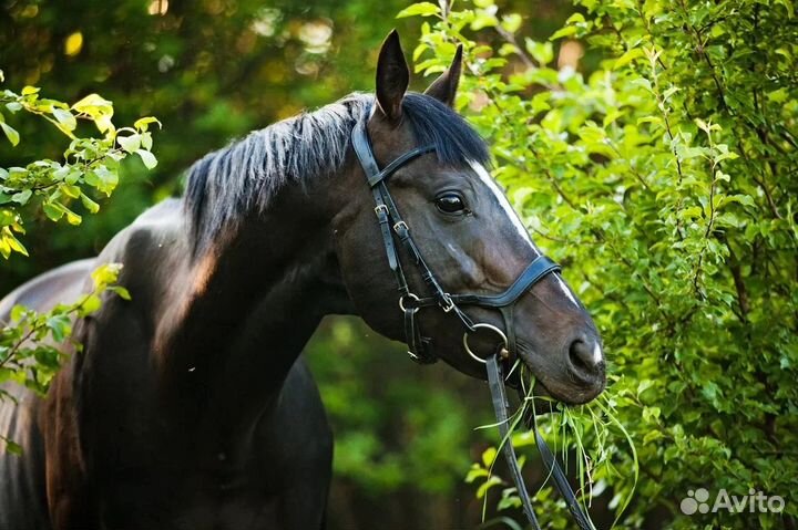 Лошадь в аренду