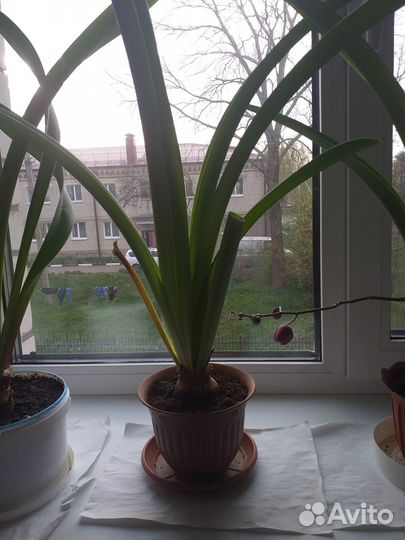 Гиппеаструм амариллис