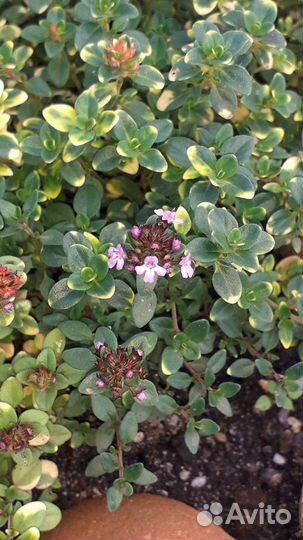 Чабрец, тимьян