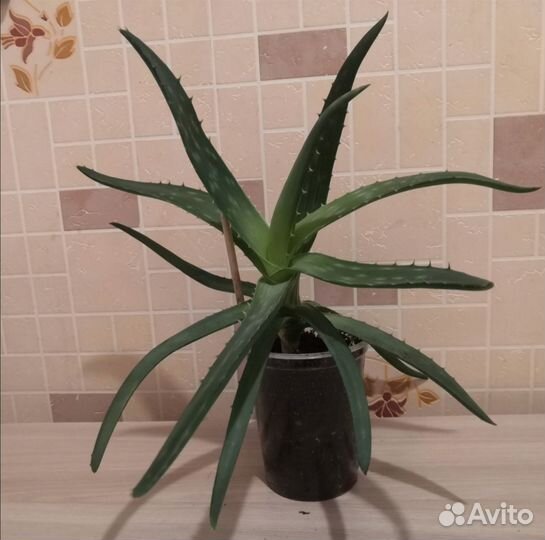 Алоэ, каланхоэ лечебное, золотой ус