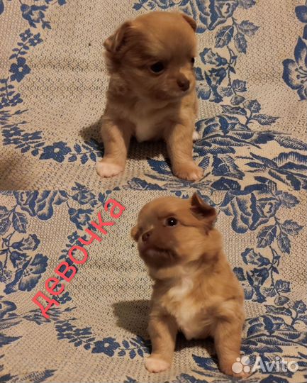 Щенки чихуахуа