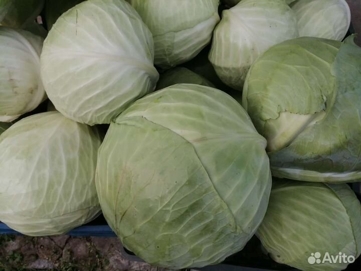 Капуста, свёкла, тыква
