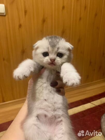 Шотландские котята