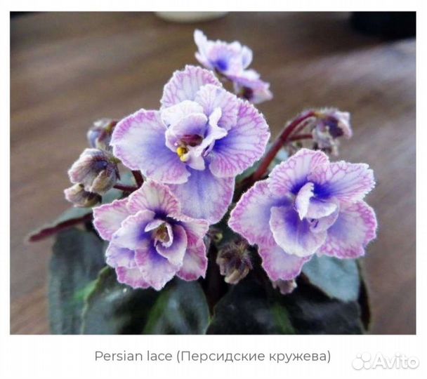 Детки сортовых фиалок