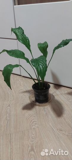 Спатифиллум