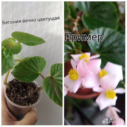 Комнатные цветы