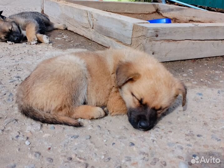 Отдам даром щенков