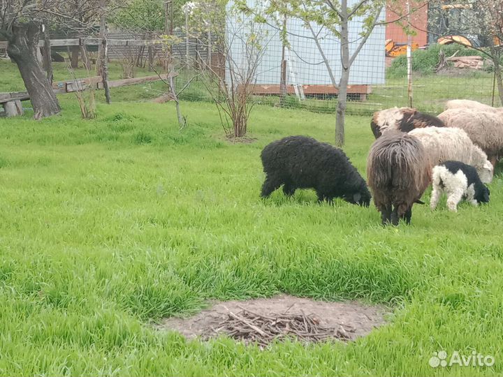 Эдильбаевские бараны овцы
