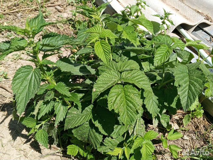 Саженцы малины