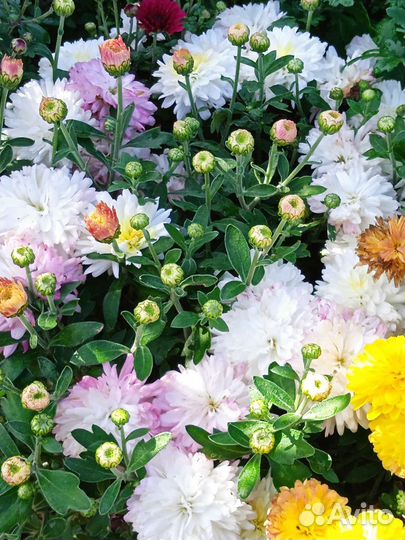 Хризантемы мультифлора