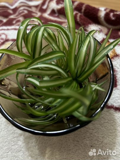 Комнатные растения цветы ростки