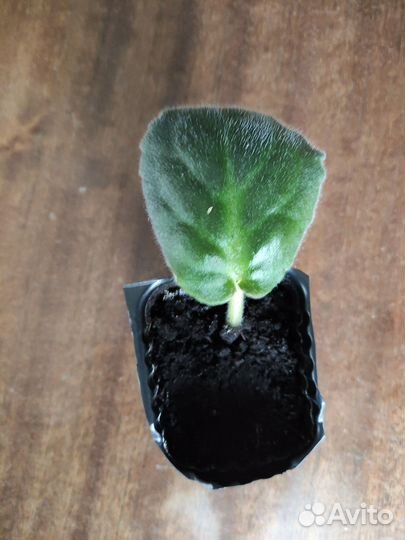 Фиалка сортовая