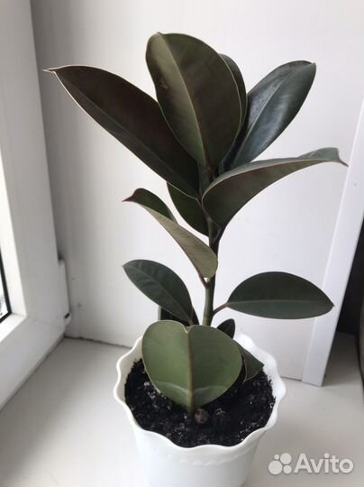 Фикус и орхидеи