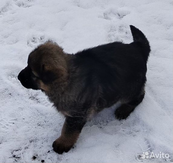 Щенок немецкой овчарки