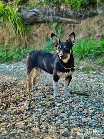 Метис пинчера