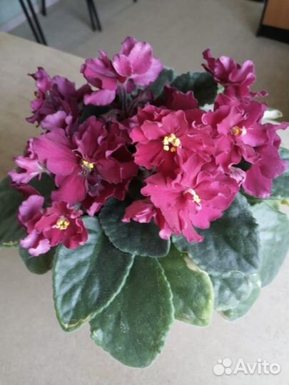 Черный принц