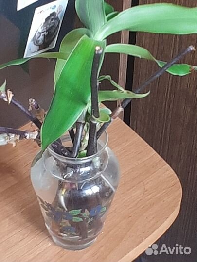 Черенки золотого уса 15-20см