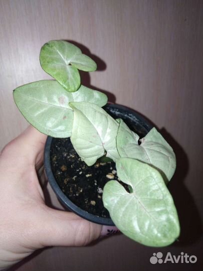 Сингониум dazzle color