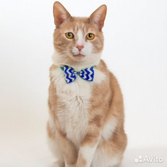 Рыжий красавец: кот-шалун и искатель приключений