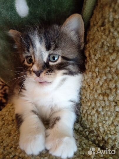 Бронь котят