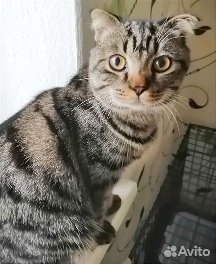 Вислоухий котик